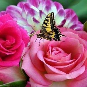 Meet your Posher, Alicia